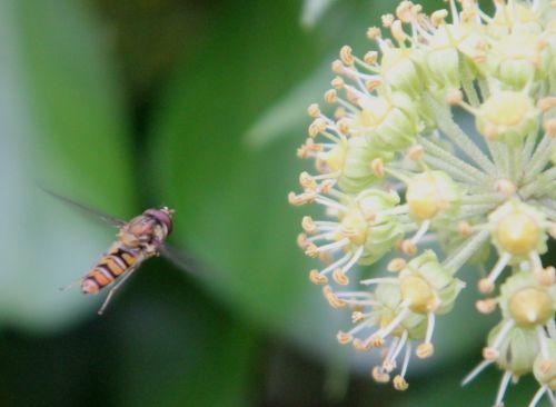 7 syrphe barres 13 oct 2012 199.jpg