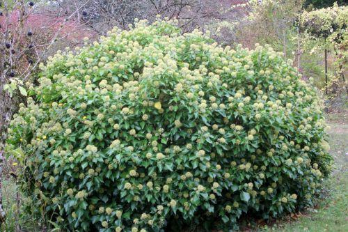 6 hedera barres 13 oct 2012 185.jpg