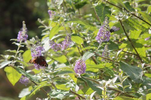 1 gb 16 sept 2012 098.jpg