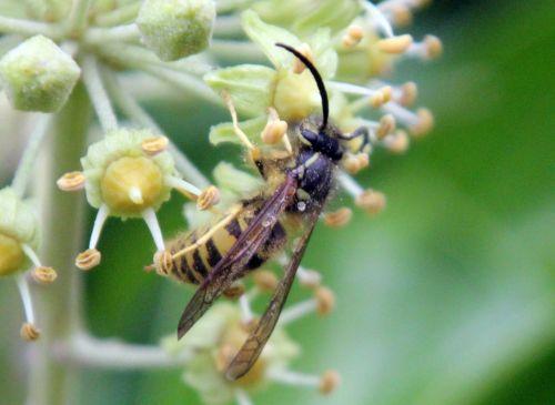 guepe barres 13 oct 2012 222.jpg