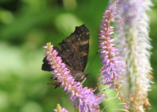 5 paon romilly 22 juil 2012 012.jpg