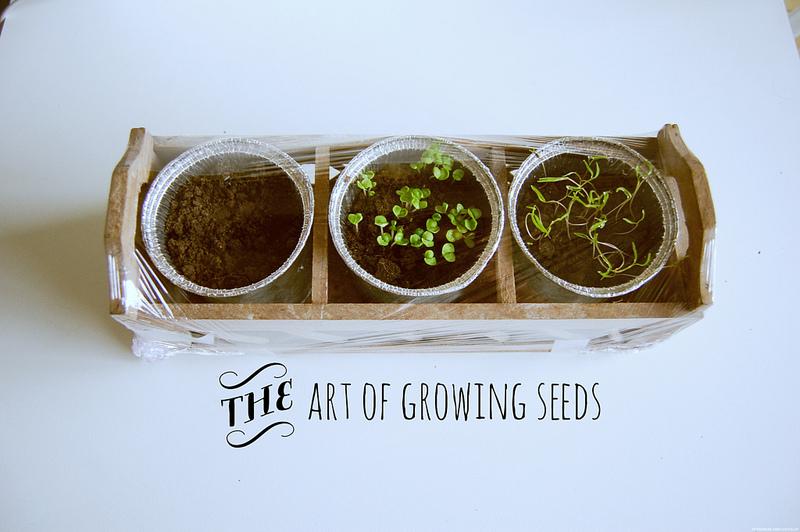 growing seeds