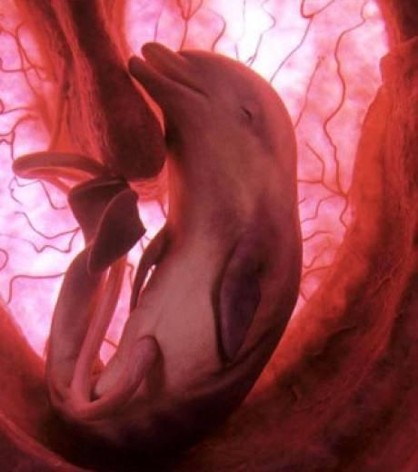 Avez vous déjà vu la naissance d’un delphineau ? Regardez , c’est magnifique .