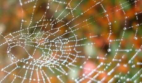 Les araignées n'ont pas bonne réputation. Leur soie ont cependant des propriétés multiples et qui pourraient contribuer à la protection de l'environnement.