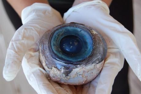 L’oeil bleu géant trouvé sur une plage proviendrait d’un espadon