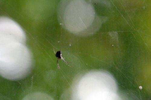 meta 17 oct 2012 003.jpg