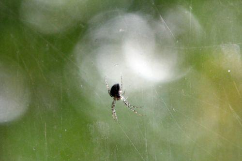 meta 17 oct 2012 002.jpg