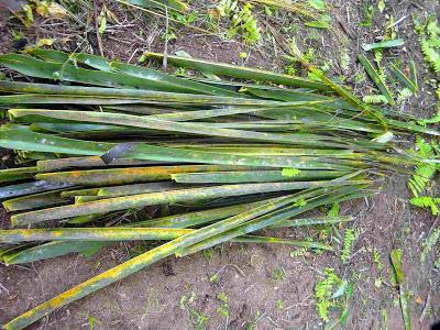Autarcie mon amie - à Ezile Bay (du et des balais)!