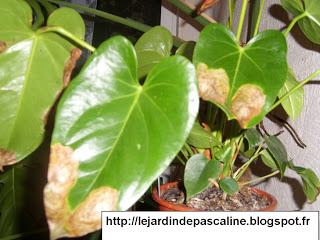 Mon Anthurium s'est fait hospitalisé !