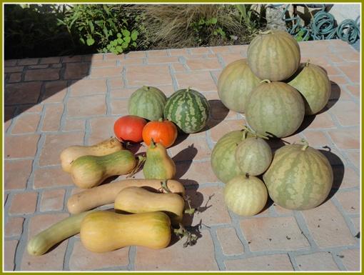 Récolte de melons d'eau, 15 octobre 2012
