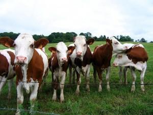 Les vaches font du dumping énergétique, réponse à Pierre Japhet