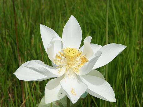 white lotus-