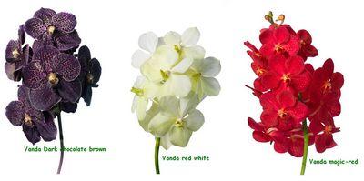 L'Orchidée Vanda la plus belle des orchidées - À Lire