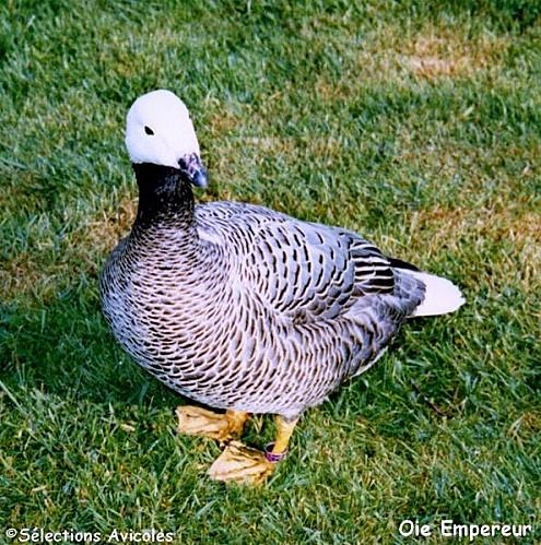 Oie-empereur.jpg