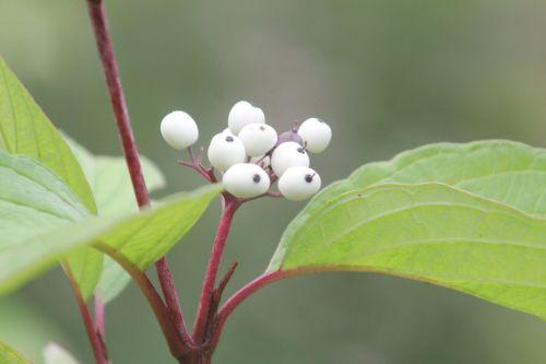 2 cornus alba romilly 5 sept 2012 005 (1).jpg