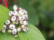 Cornus alba