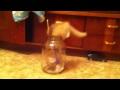 Pas facile de rentrer dans un bocal… même quand on est un chat !