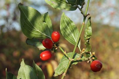 Fruits sauvages rouges