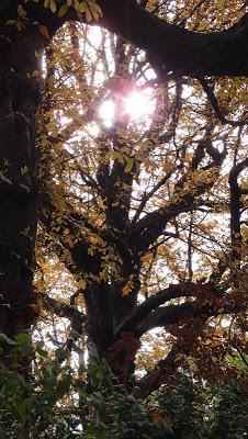 Japonisme : 秋 暑さ - Chaleur d'automne