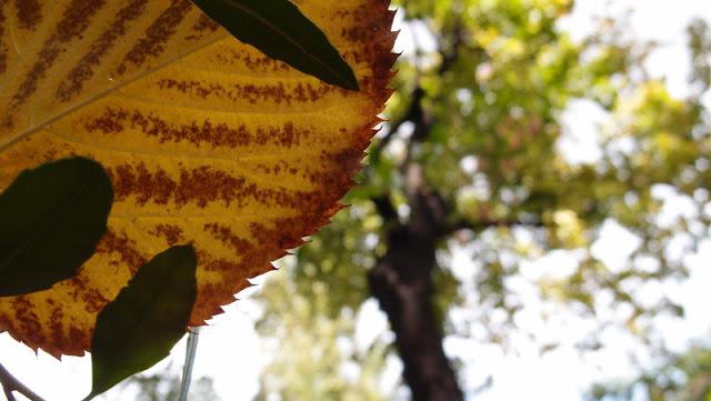 Japonisme : 秋 暑さ - Chaleur d'automne