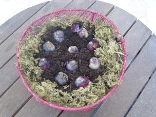 Des fleurs en plein hiver !