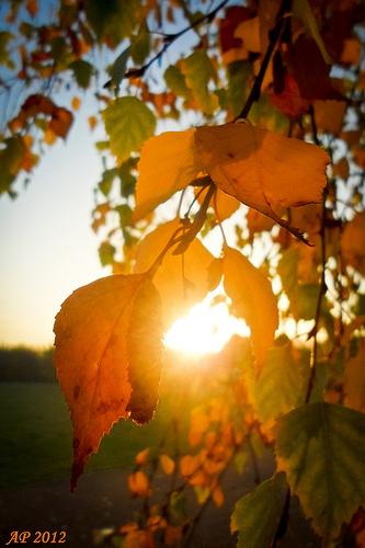 Soleil d'automne / Autumn Sun