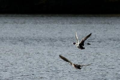 Oiseaux sur le plan d'eau de Chaudeney
