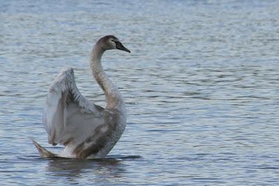 Oiseaux sur le plan d'eau de Chaudeney