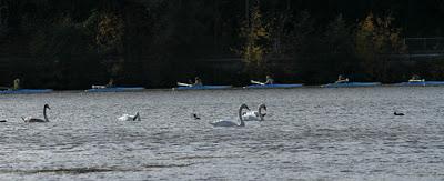 Oiseaux sur le plan d'eau de Chaudeney