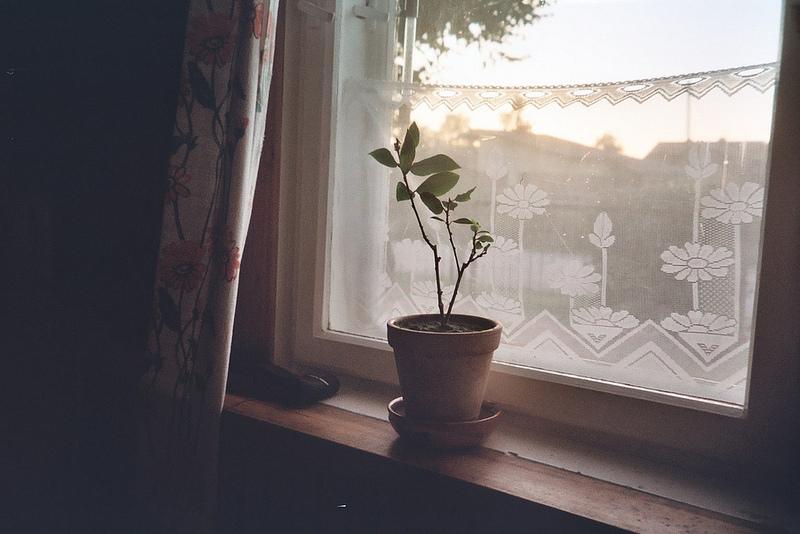 Memories from Lithuania {argentique} 1 plant, lithuania