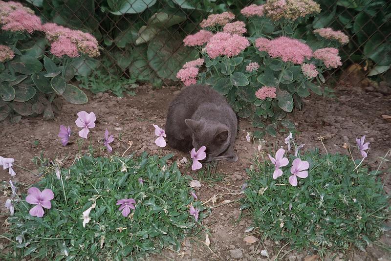 Memories from Lithuania {argentique} 1 kitty, lithuania