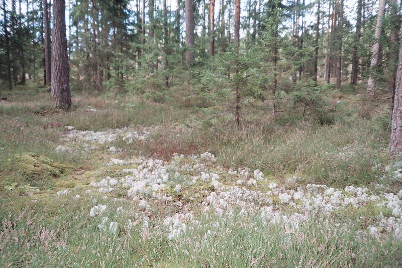 Memories from Lithuania {argentique} 1 forest, lithuania