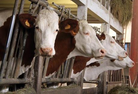 vaches-ferme-marchal Vaches de la ferme Marchal dans les Vosges