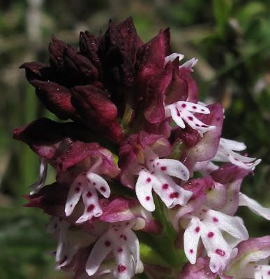 Neotinea ustulata (Orchis brûlé)
