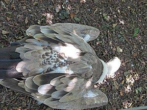 Villars-les-Dombes 0363 1