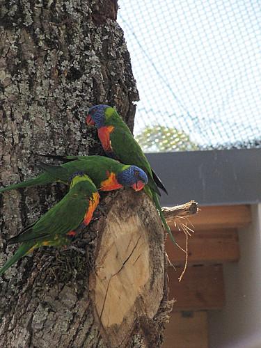 Villars-les-Dombes 0337