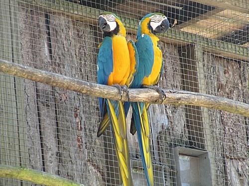 Villars-les-Dombes 0321 1