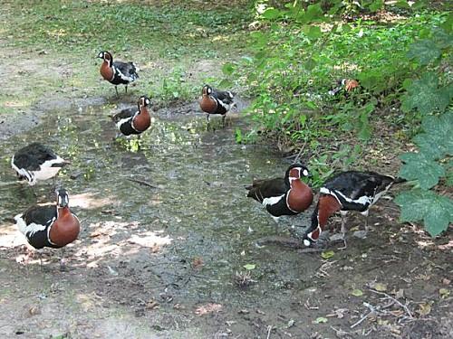 Villars-les-Dombes 0359 1