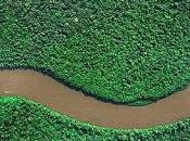 Protection l’environnement forêt guyanaise bientôt certifiée