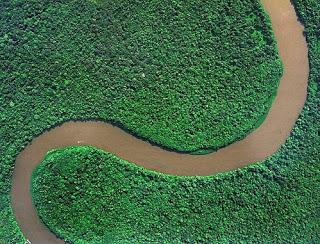 Protection de l’environnement : la forêt guyanaise bientôt certifiée