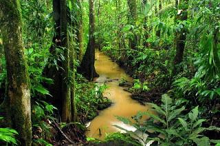 Protection de l’environnement : la forêt guyanaise bientôt certifiée