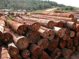 Protection de l’environnement : la forêt guyanaise bientôt certifiée