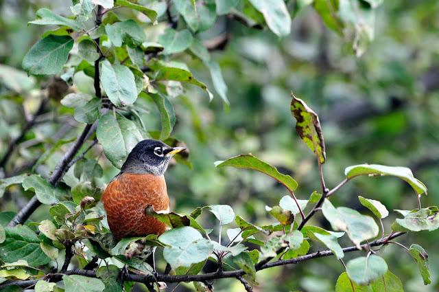 Merle d'Amérique...