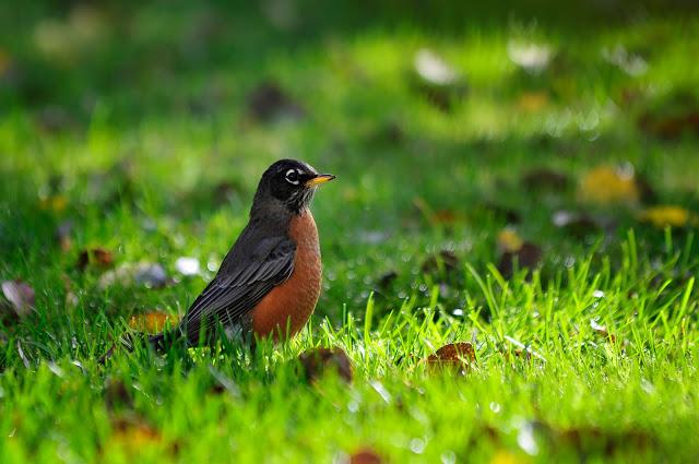 Merle d'Amérique...