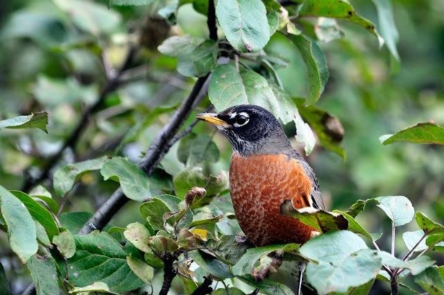 Merle d'Amérique...