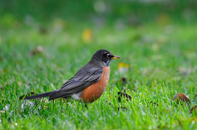 Merle d'Amérique...