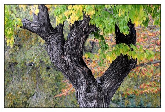 Jardins de la Fontaine, Nîmes, Parcs, jardins publics, plantes, automne, statues
