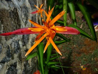 Gratin de Pommes de Terre, Tomates & Oignons