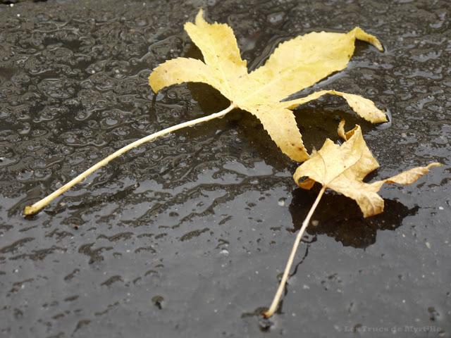 AUTOMNE - Projet Photo 52 (semaine # 42)