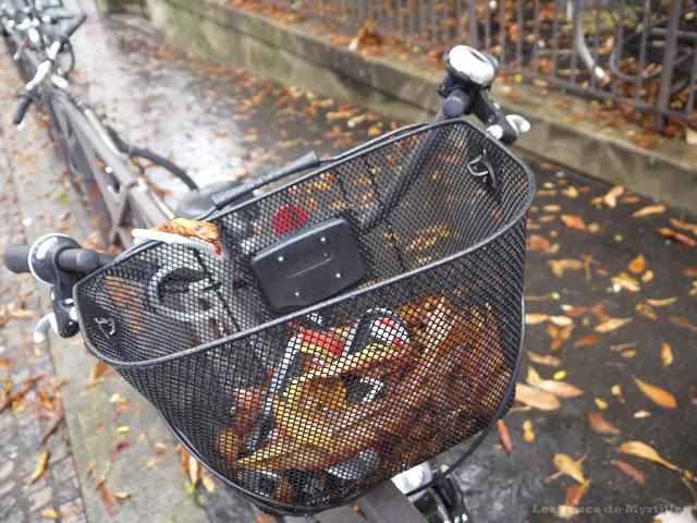 AUTOMNE - Projet Photo 52 (semaine # 42)